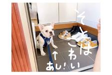 写真_4